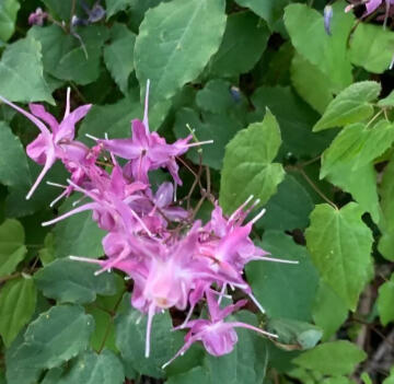 Horny Goatweed (Epimedium Grandiflorum)