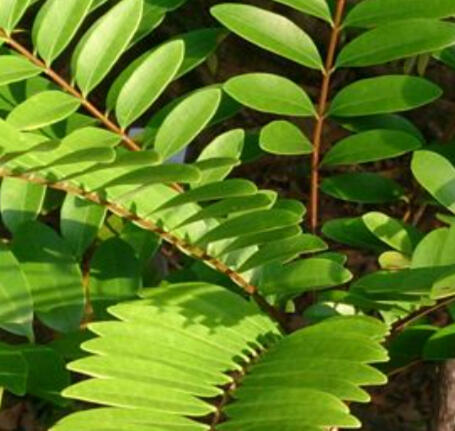 Tongkat Ali (Eurocoma Longifolia)