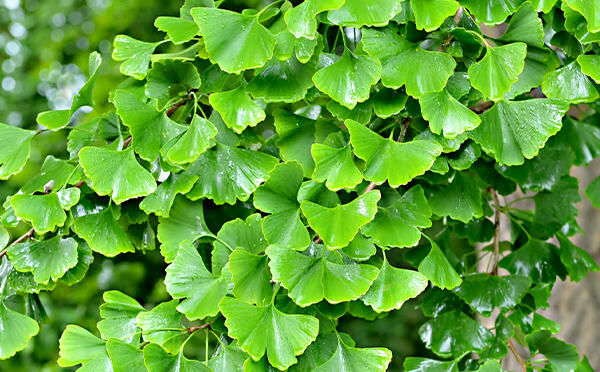 Assists with blood circulation to genital region aiding enhanced vigour